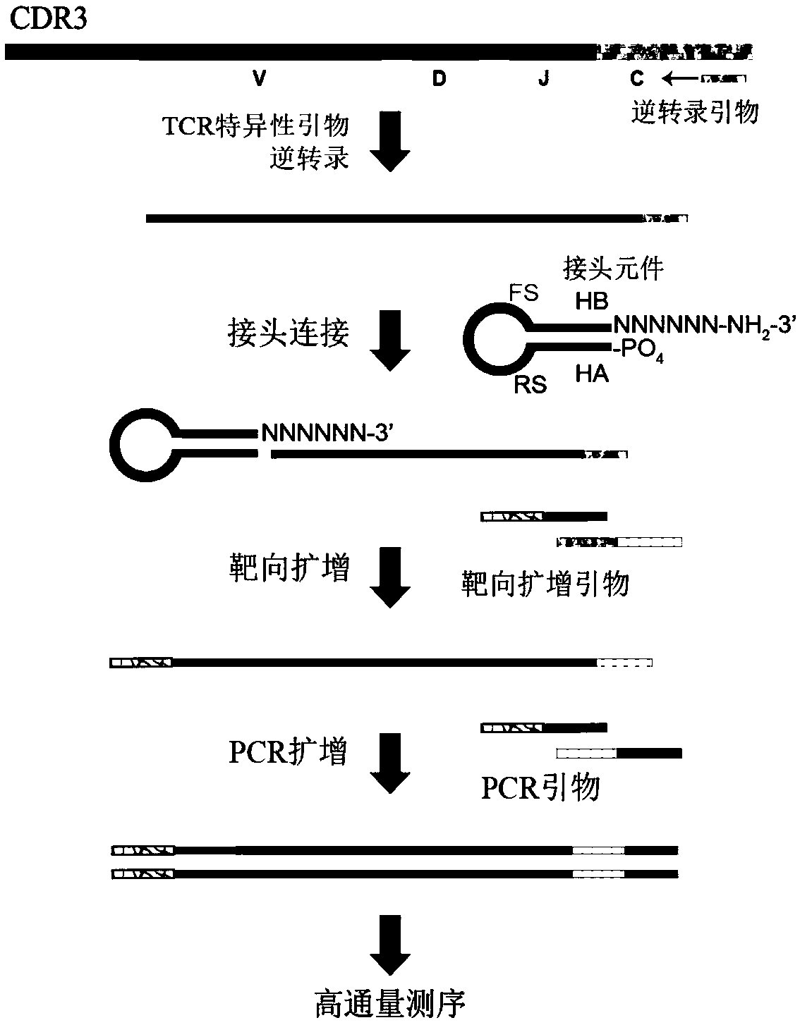 Specific recognition sequence based T cell receptor high-throughput sequencing library construction and sequencing data analysis method
