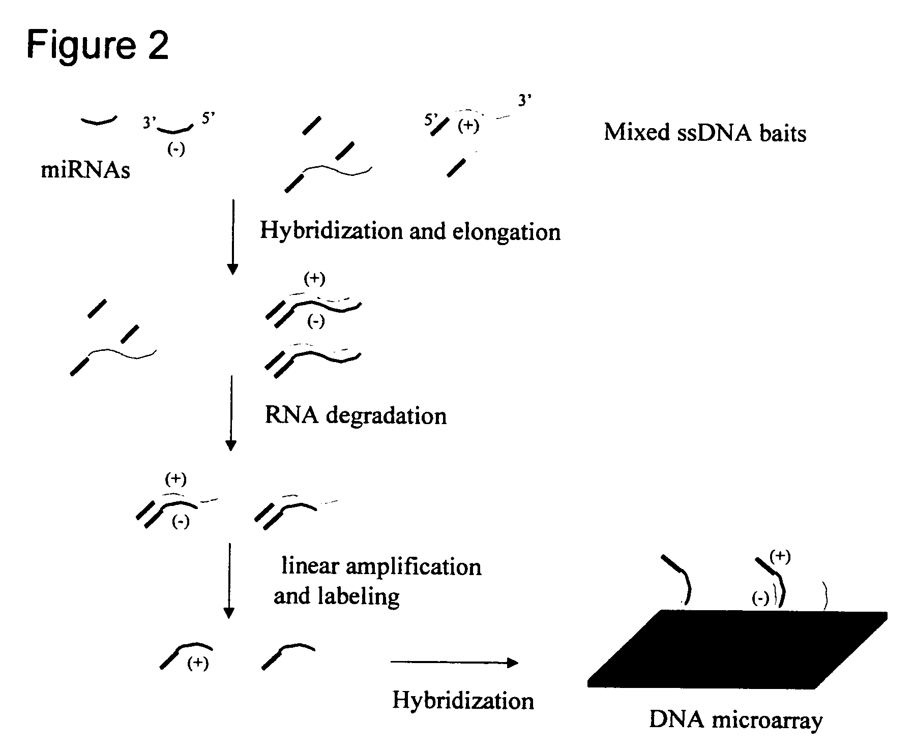 Method for the determination of cellular transcriptional