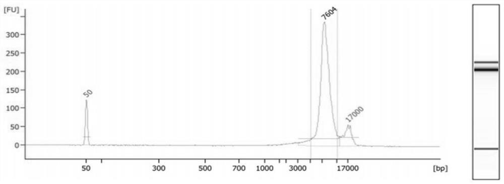 Methods and systems for determining fetal spinal muscular atrophy gene haplotypes