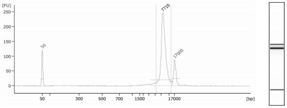 Methods and systems for determining fetal spinal muscular atrophy gene haplotypes