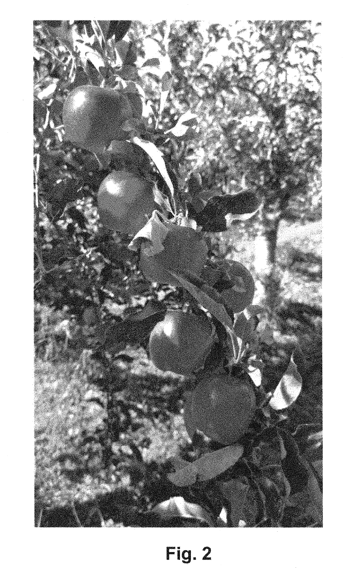 Apple tree named ‘Harley05’