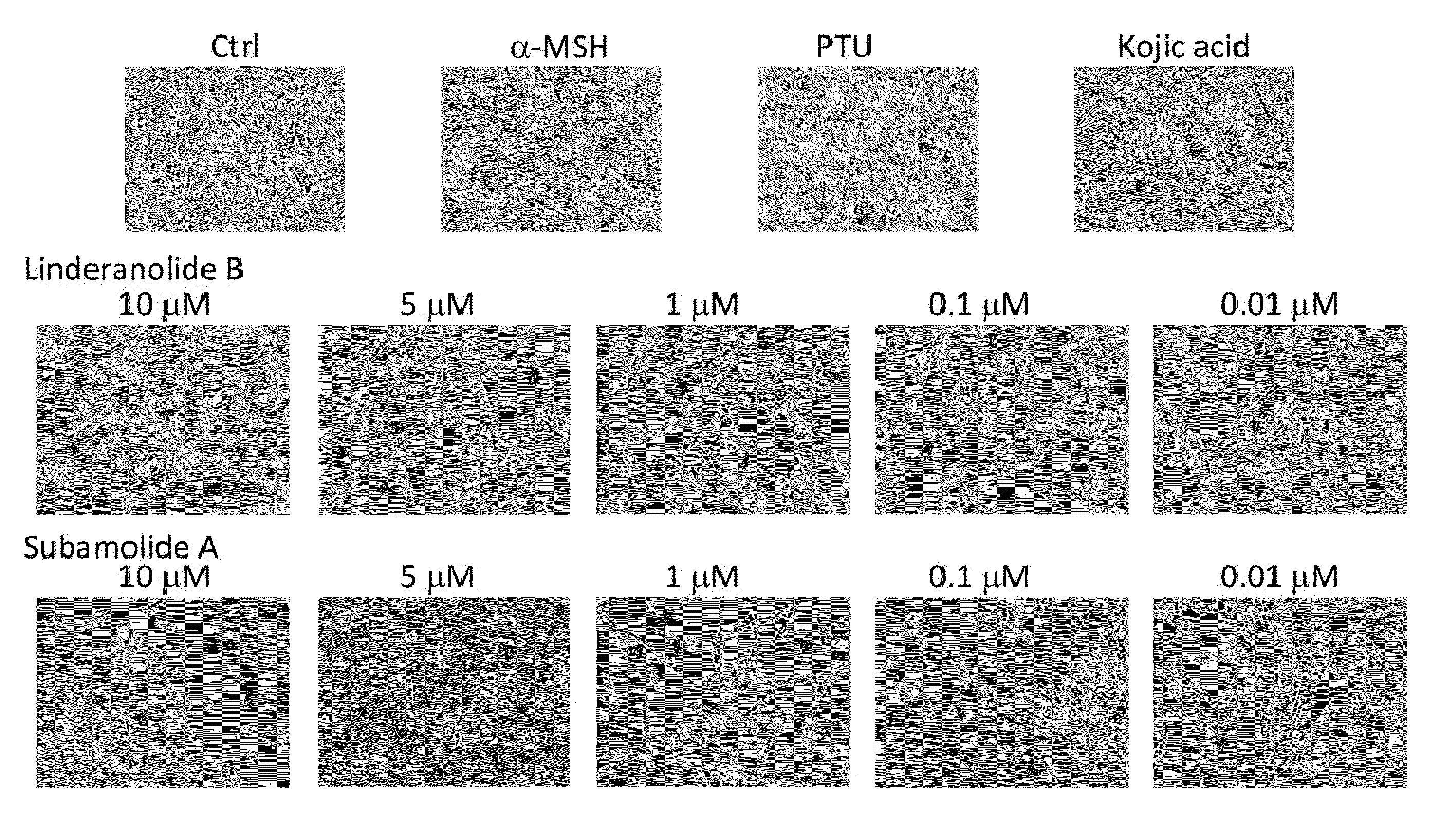 Composition for Inhibiting Melanogenesis and Use Thereof