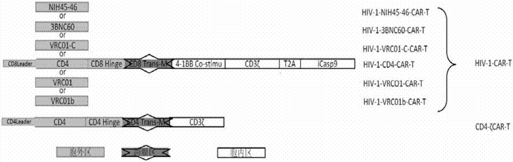 Chimeric antigen receptor gene for HIV-1, plasmid with gene, T cell, kit and application
