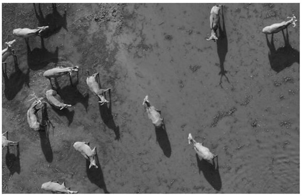Elk identification and form contour parameter extraction method based on unmanned aerial vehicle remote sensing