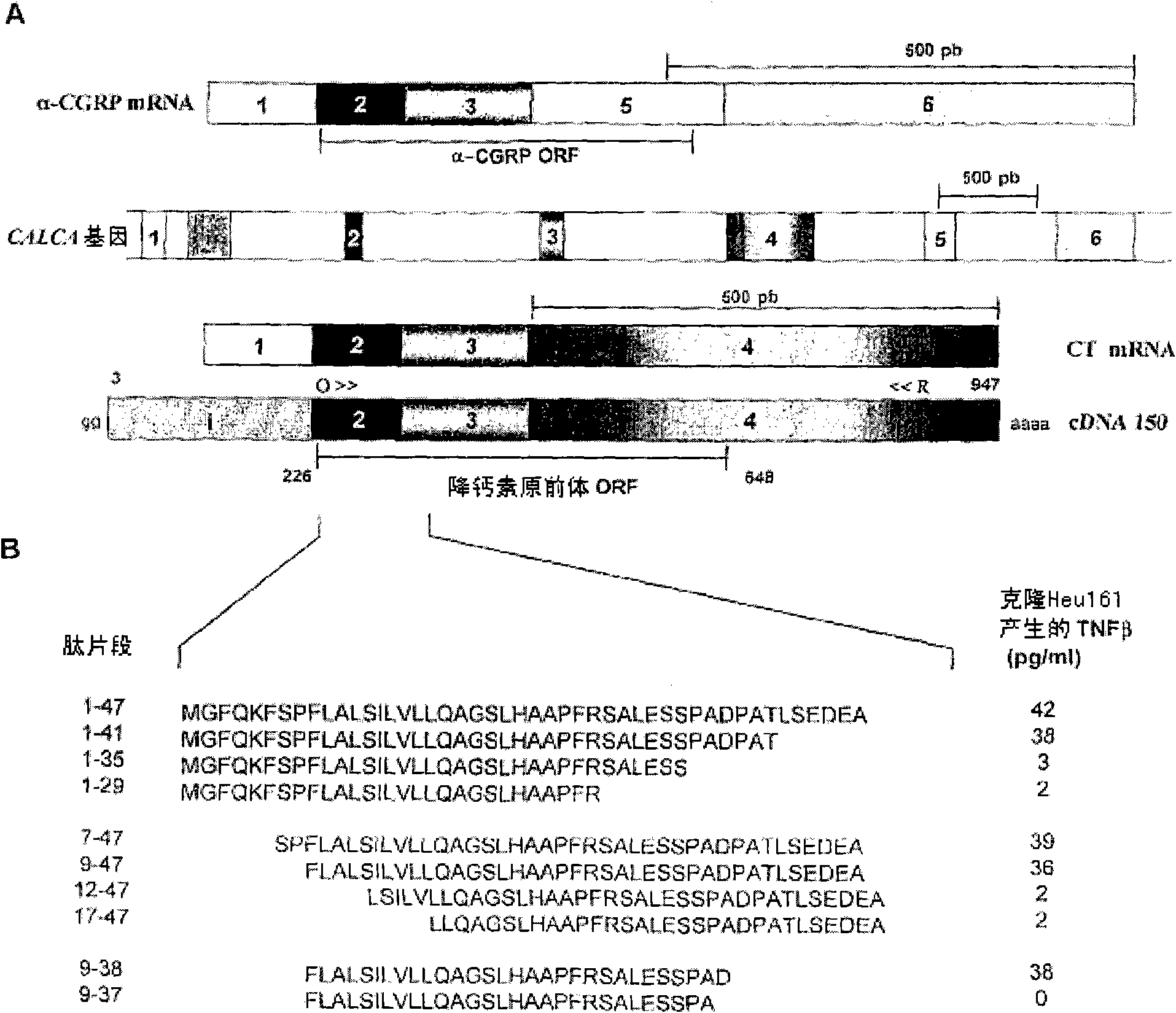 Preprocalcitonin antigen T epitopes