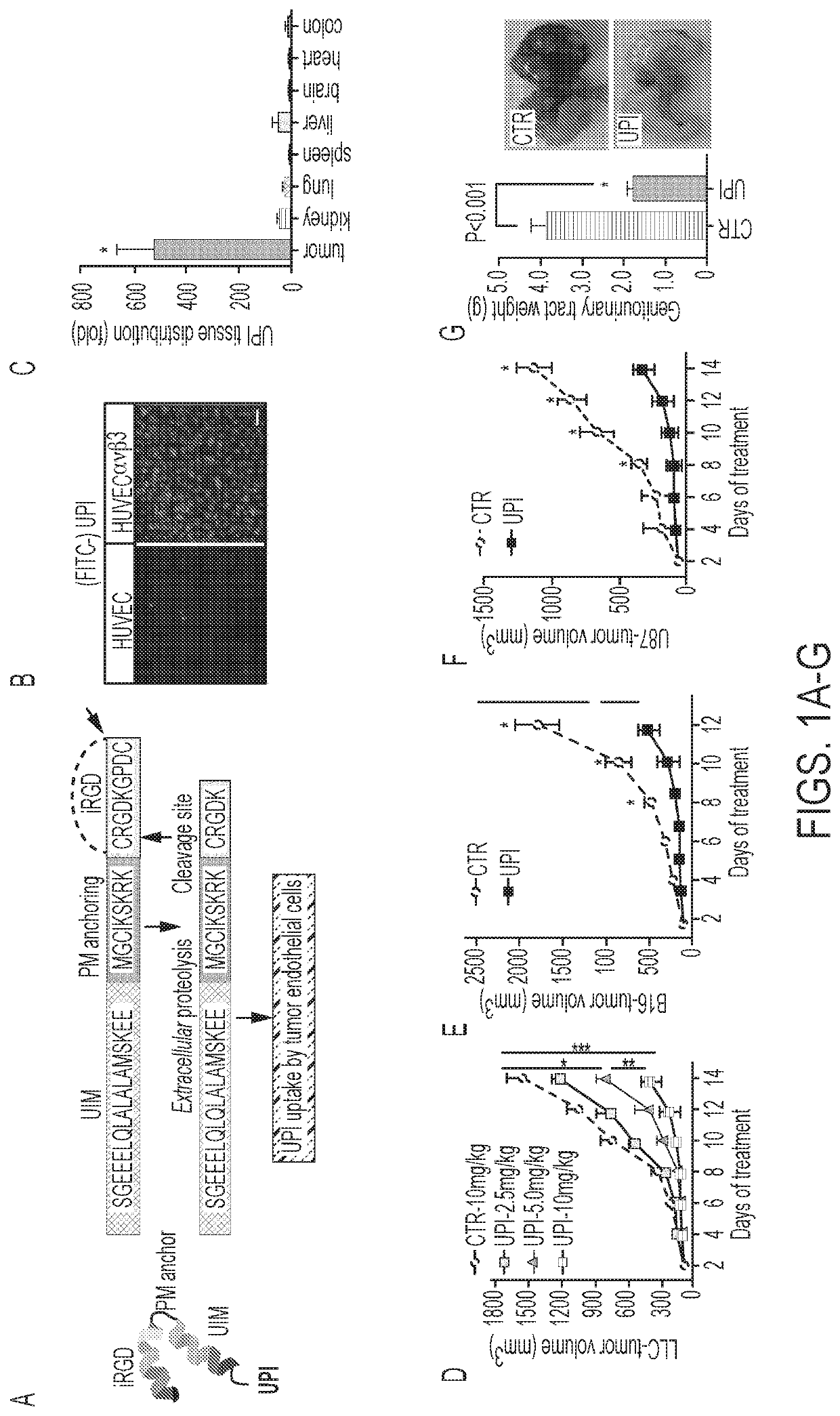 Ubiquitin interacting motif peptides as therapeutics