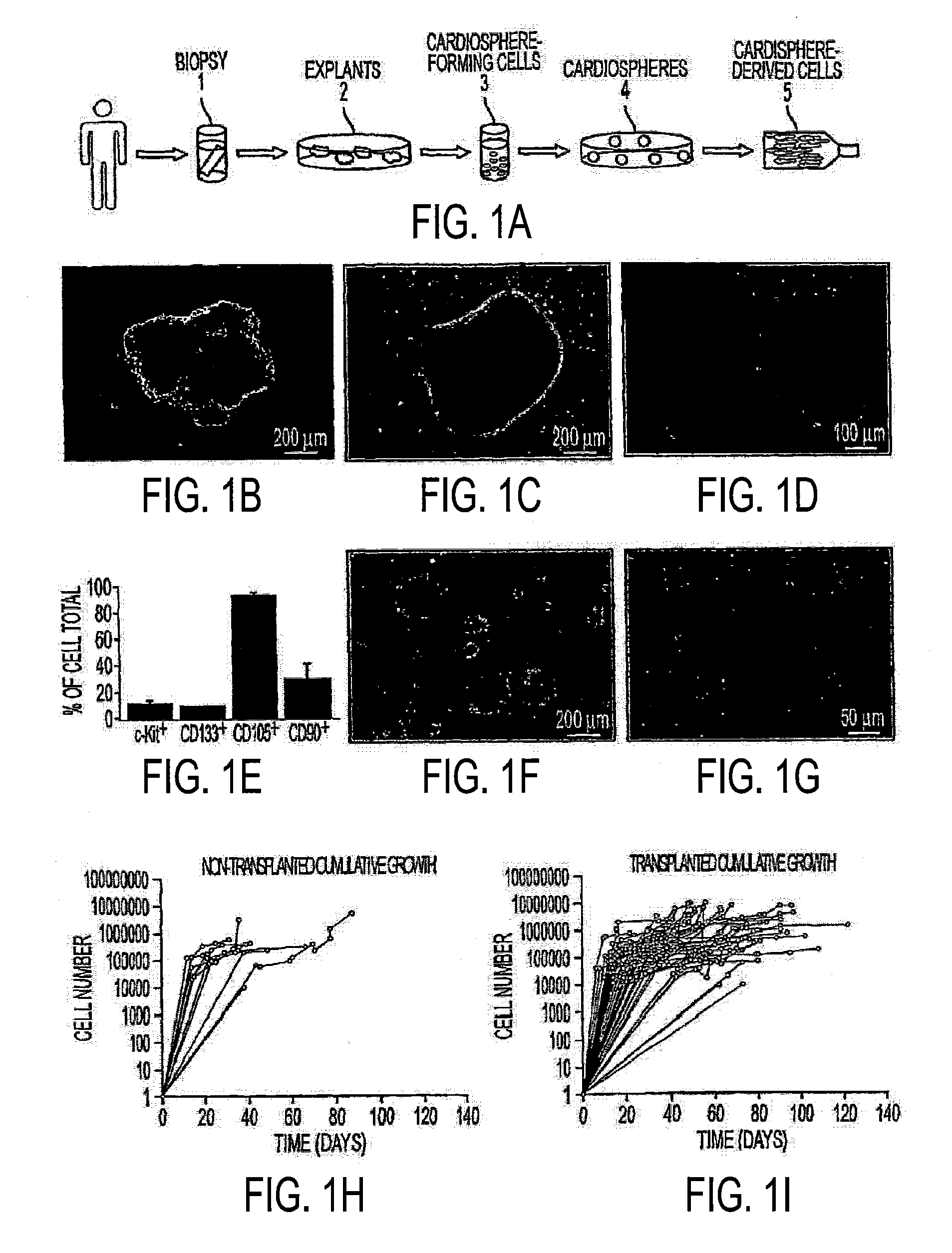 Methods of Reducing Teratoma Formation During Allogeneic Stem Cell Therapy