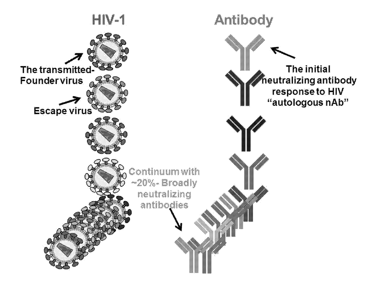 Swarm immunization with envelopes from ch505