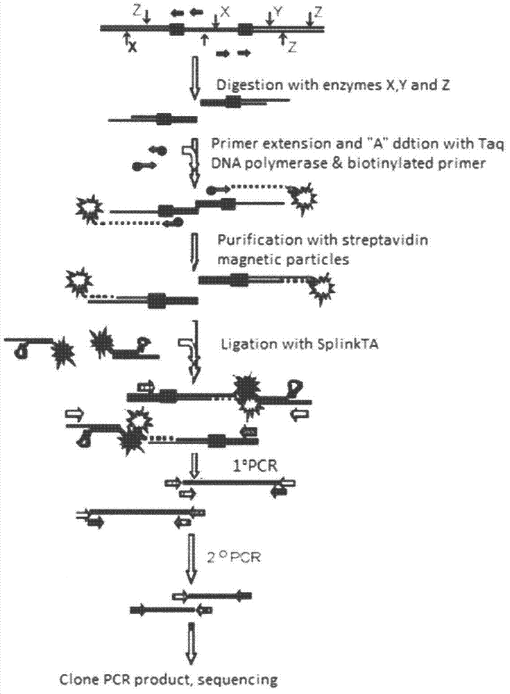 Method for inserting site in clone provirus