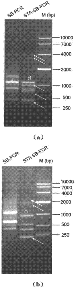 Method for inserting site in clone provirus