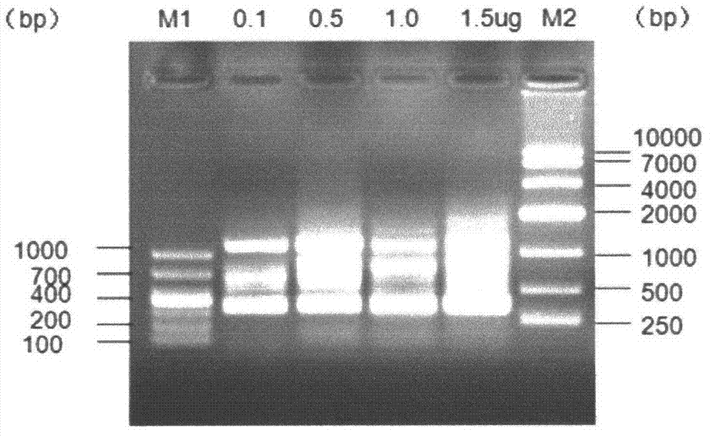 Method for inserting site in clone provirus