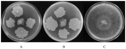 Bacillus mojavensis for preventing and treating root rot of cotton in seedling stage and application of Bacillus mojavensis