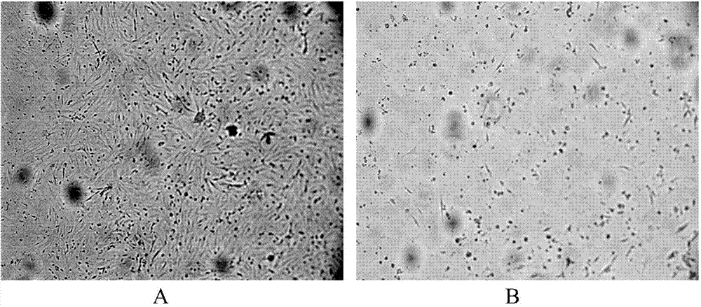 Goose paramyxovirus chicken embryo fibroblast cell adapted strain and application thereof