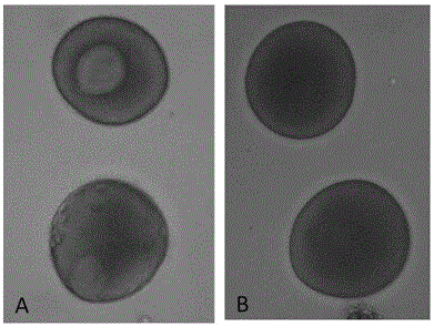 A method for promoting maturation and artificial fertilization of starfish high-quality eggs