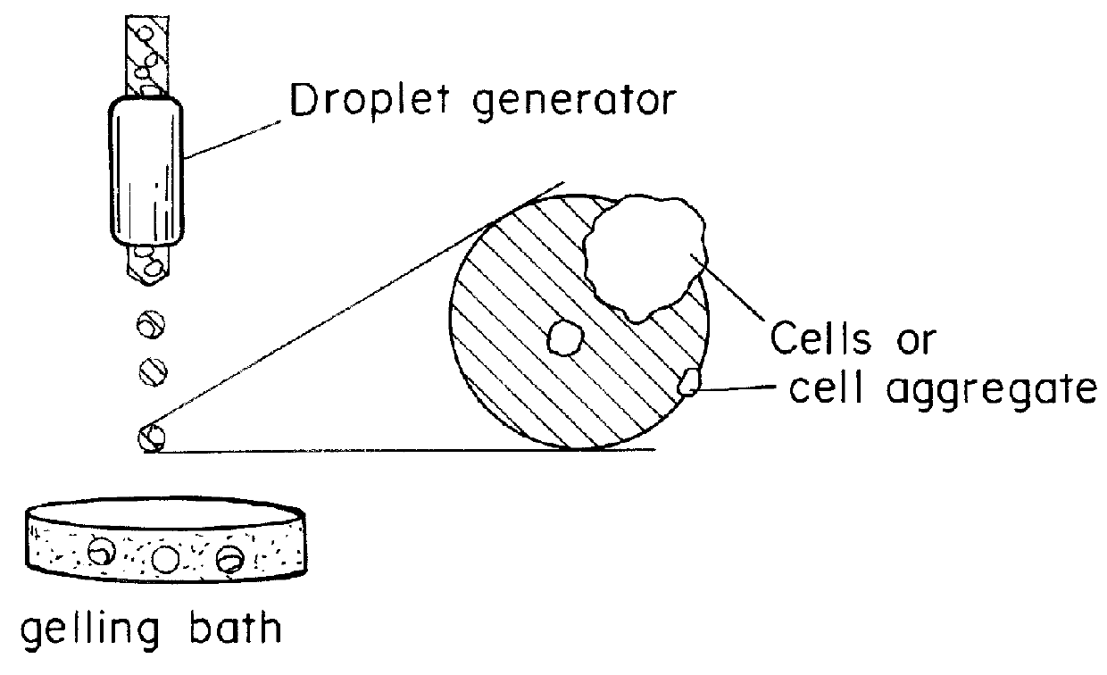 Multi-Layer Hydrogel Capsules for Encapsulation of Cells and Cell Aggregates