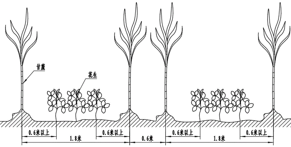 Method of interplanting peanut among single-row and single-bud sugarcane stem