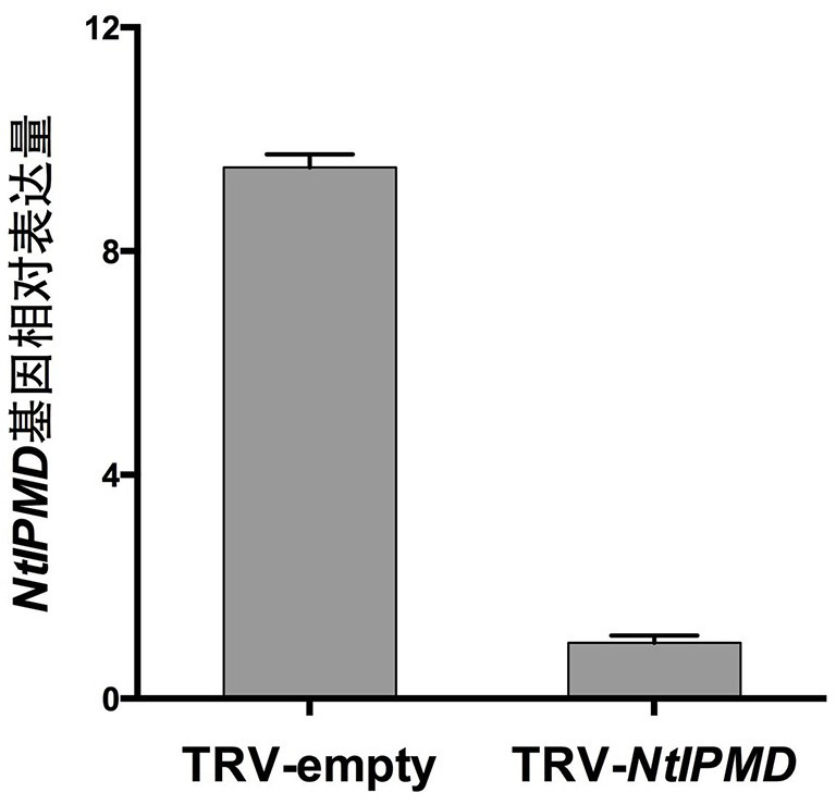 An ntipmd gene affecting tobacco axillary bud differentiation