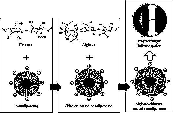 Preparation method of layer-by-layer self-assembled double-modified liposome
