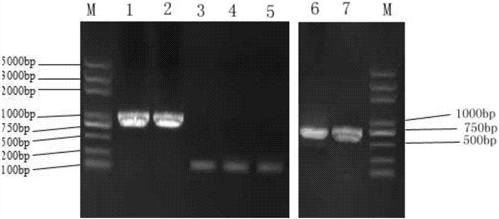 Preparation method of recombinant plasmid enhanced PCV2 vaccine immunoadjuvant of tibetan-pig IL-12 and application