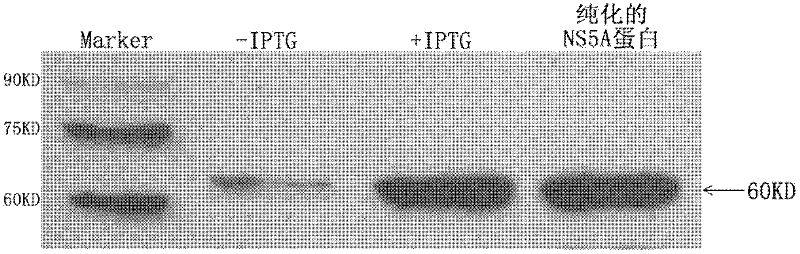 Aptamer capable of identifying hepatitis C virus (HCV) nonstructural 5A (NS5A) protein, derivatives thereof and screening method and use thereof