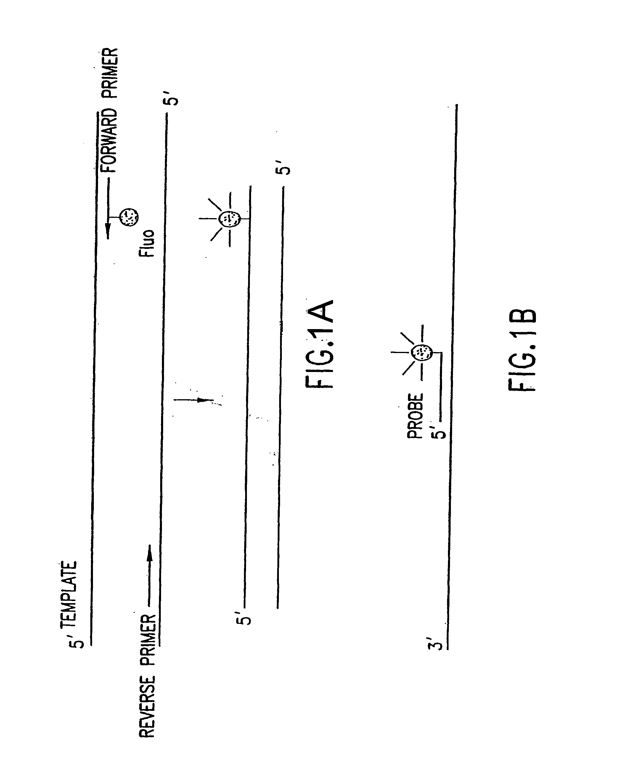 Compositions and methods for the detection and discrimination of nucleic acids