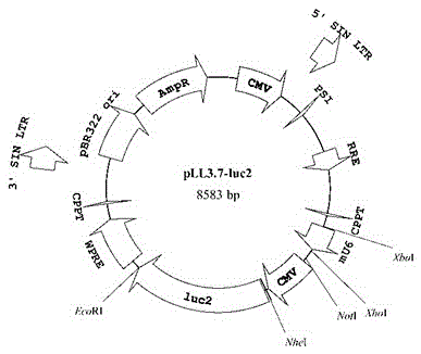 A kind of lentiviral vector and application thereof for expressing lncrna