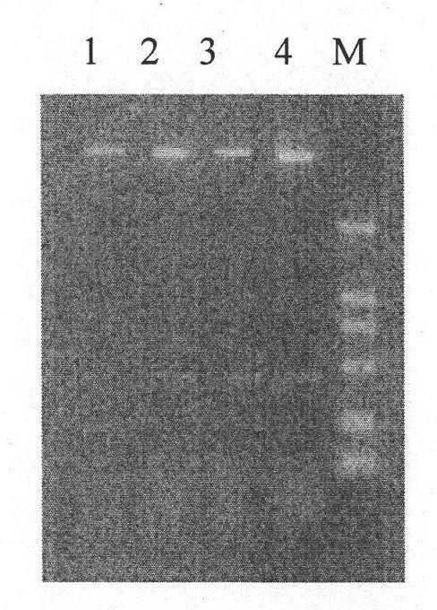 Preparation method of recombinant tumor specificity antiapoptotic factors with activity and application of products thereof