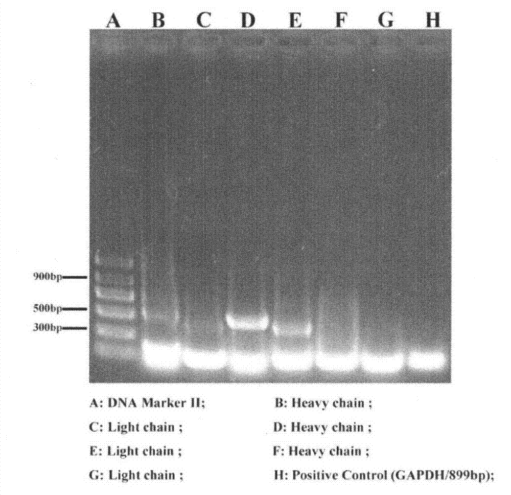 Method for obtaining human antibody variable region by combination of SOLID sequencing and single-cell RT-PCR