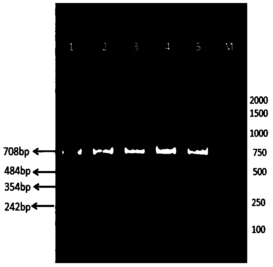 A kind of multiple PCR primer and its application in turbot culture