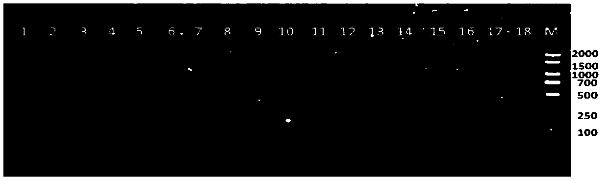A kind of multiple PCR primer and its application in turbot culture