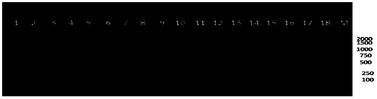 A kind of multiple PCR primer and its application in turbot culture