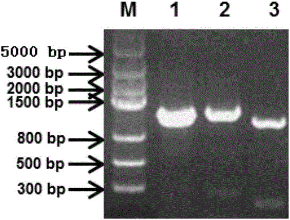 Reagent kit for detecting avian leukemia virus J sub-groups