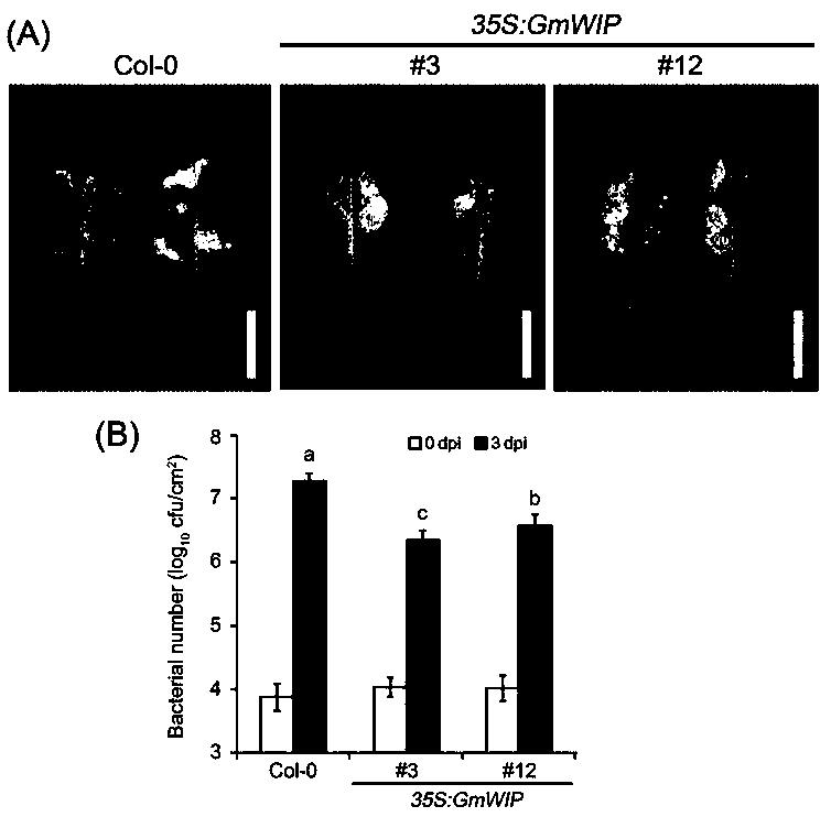 Wound-induced gene of soybeans, and coded protein and application thereof