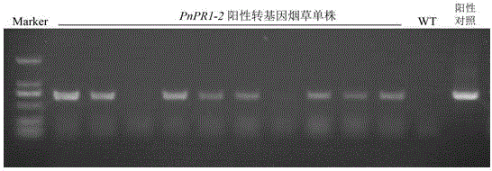 Pathogenesis-related protein 1 family gene PnPR1-2 of panax notoginseng and application of pathogenesis-related protein 1 family gene PnPR1-2