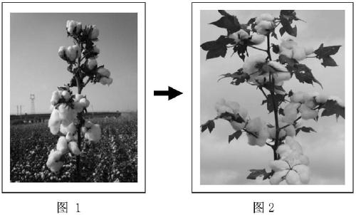 Early-maturing high-ginning-outturn cotton line breeding method