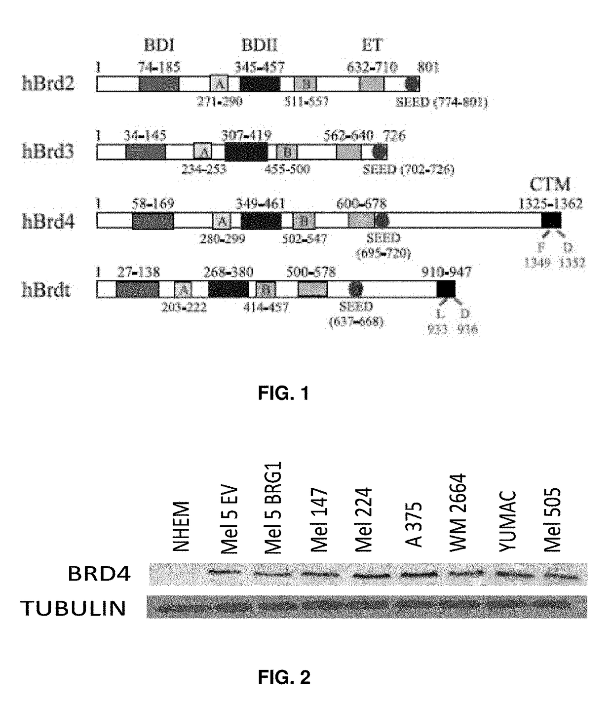 Method for modulating pigmentation by targeting BET bromodomain proteins