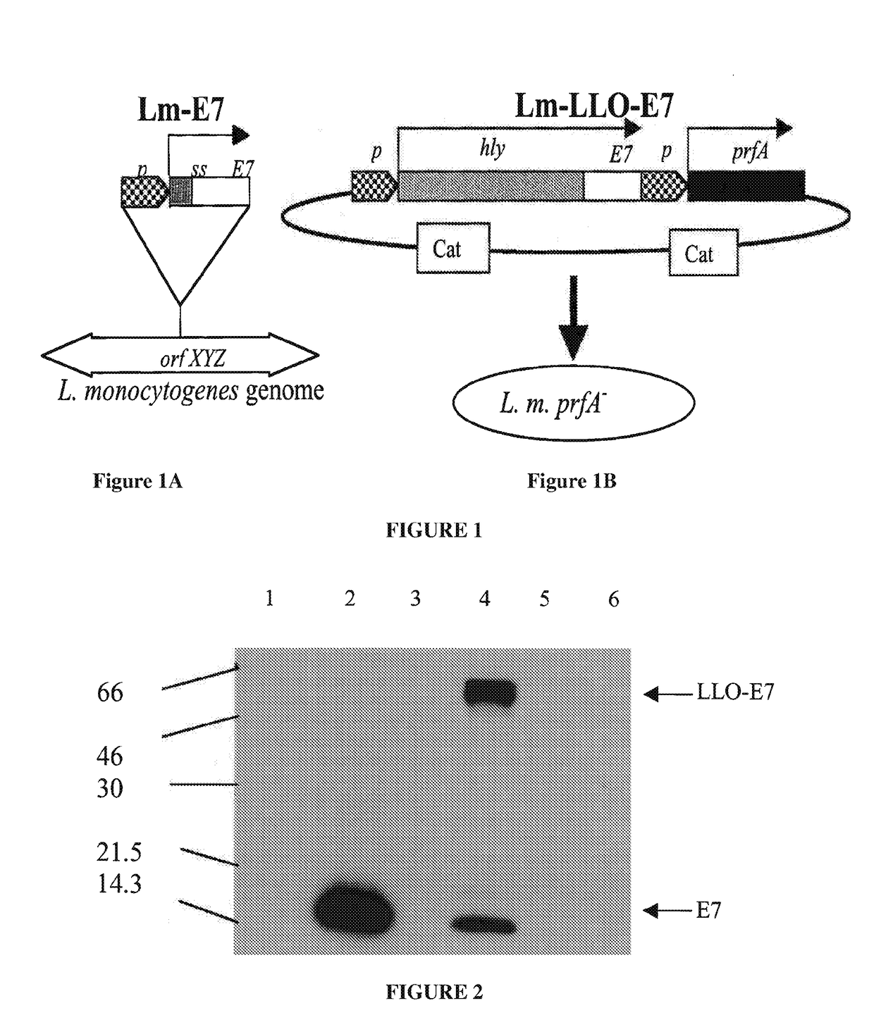 Manufacturing device and process for personalized delivery vector-based immunotherapy
