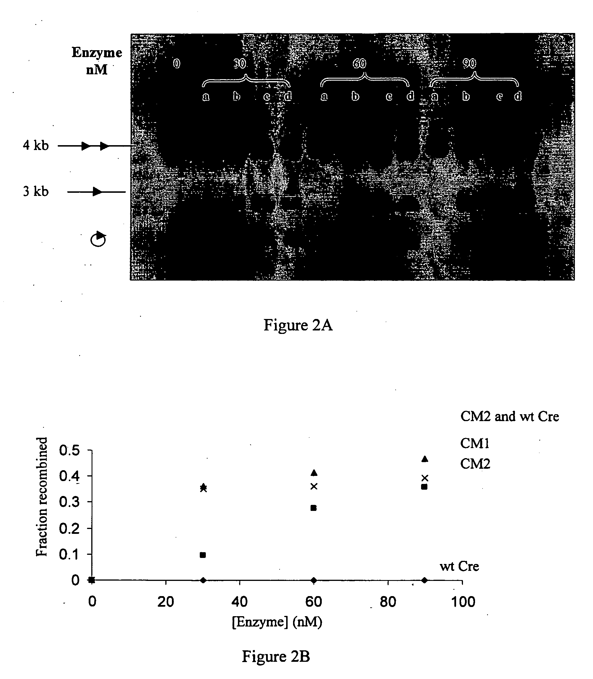 Enzymes, cells and methods for site specific recombination at asymmetric sites
