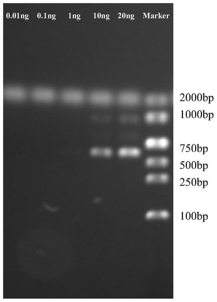 Multiplex PCR (Polymerase Chain Reaction) primer combination, multiplex PCR kit and detection method for rapidly detecting aflatoxin-producing bacteria