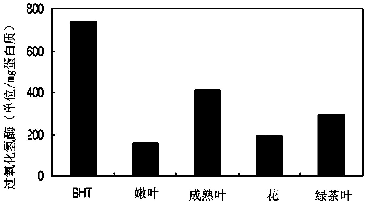 Composition for oral cavity containing camellia tea extract and preparation method thereof