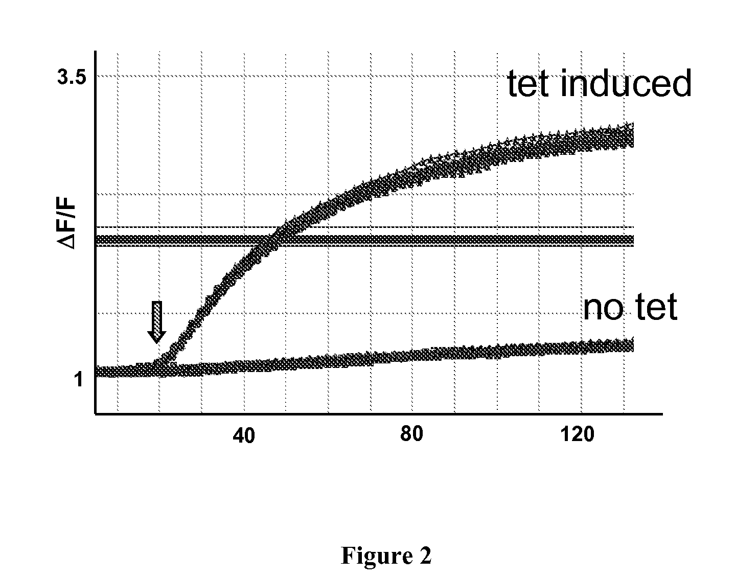 Composition and method for measuring thallium influx and efflux