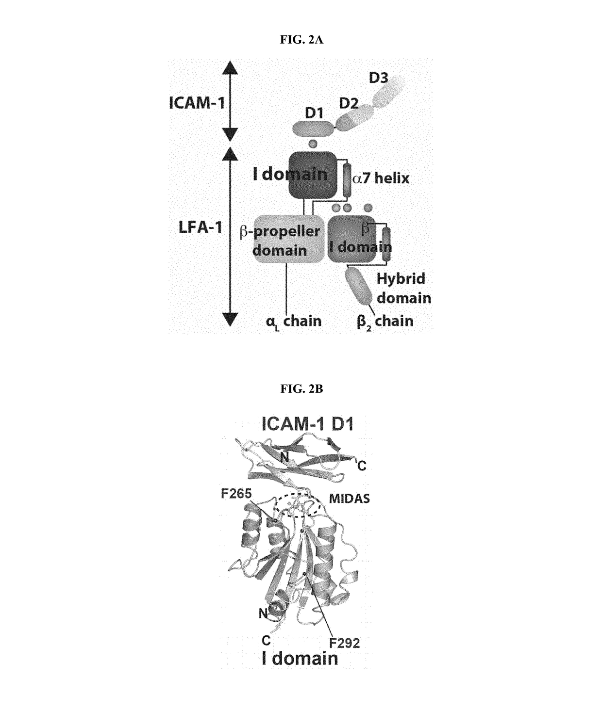 Transduced t cells expressing human sstr2 and application thereof