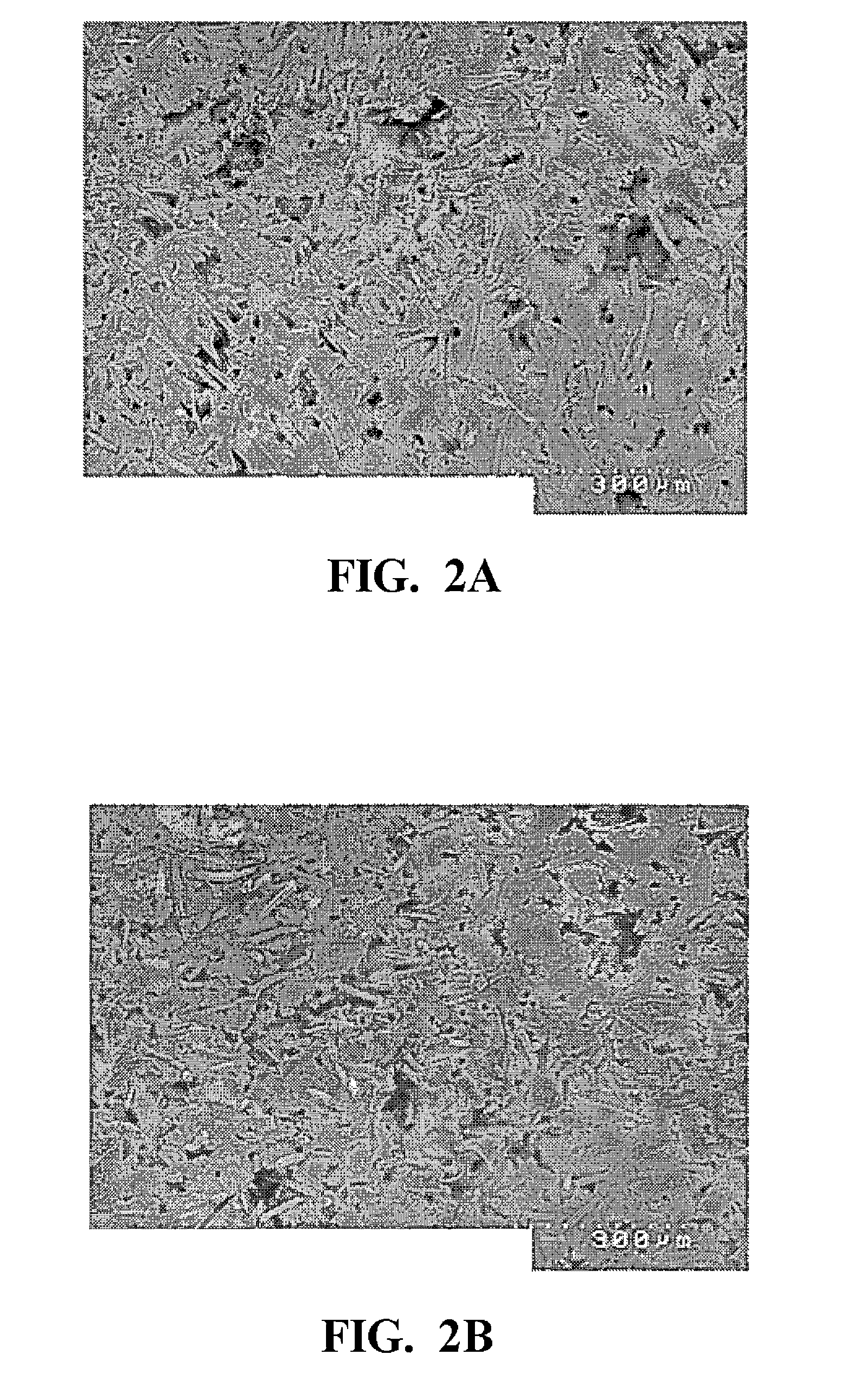 Fluororesin and polyamide fiber composition, and sliding member made therefrom