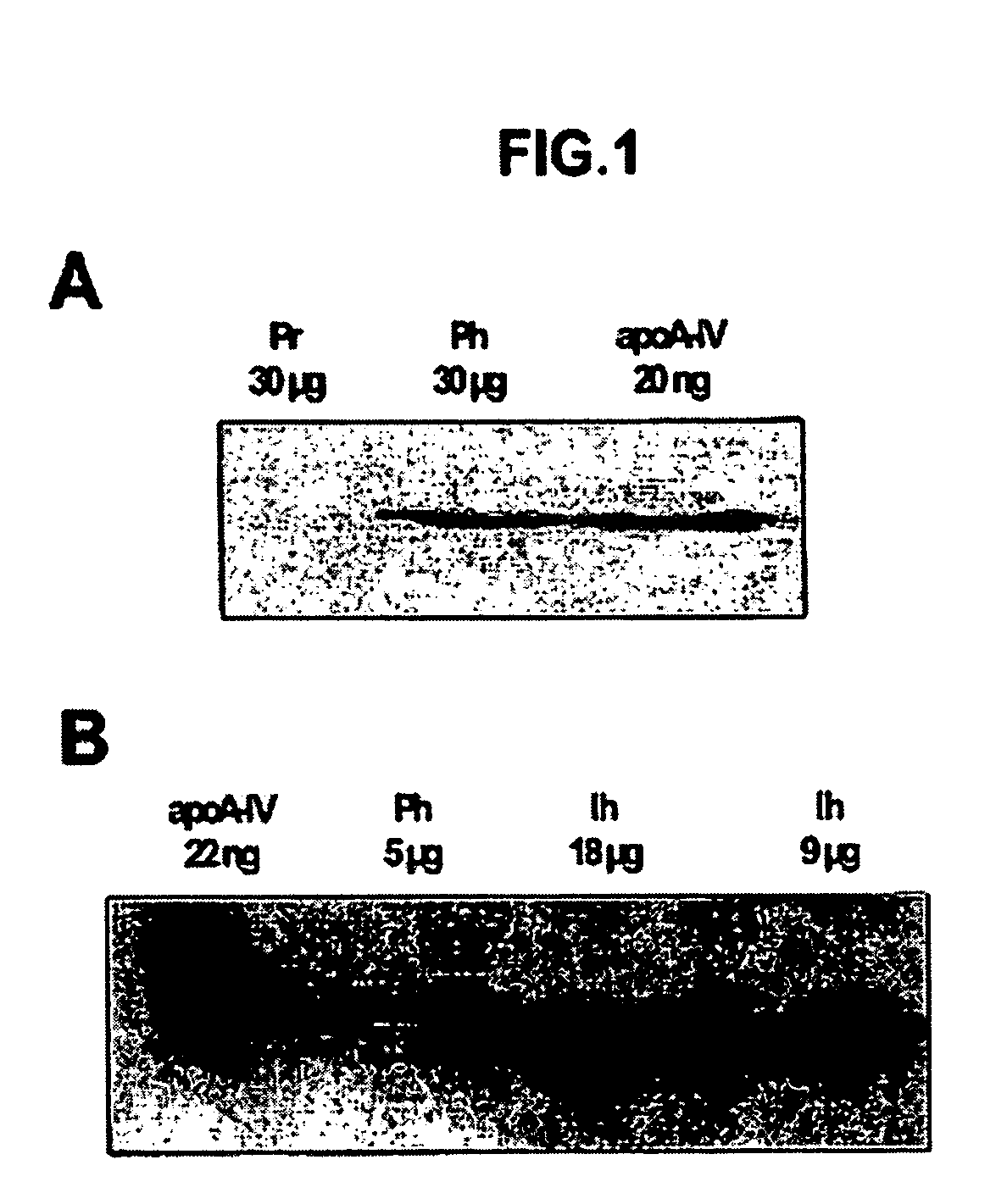 Method of diagnosing changes in the intestinal absorptive surface in an individual