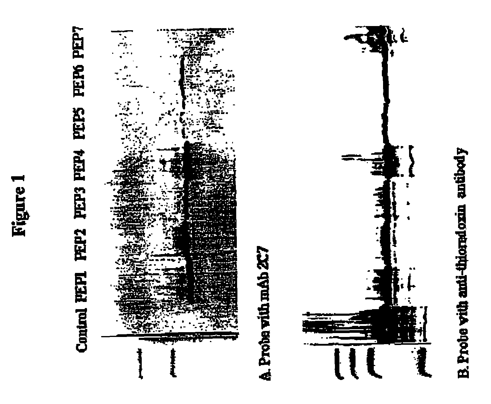 Peptide mimics of conserved gonococcal epitopes and methods and compositions using them