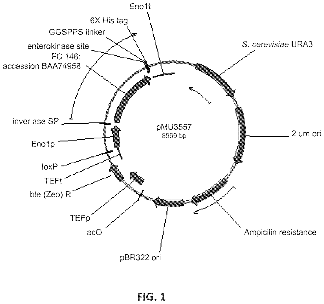Expression of beta-glucosidases for hydrolysis of lignocellulose and associated oligomers