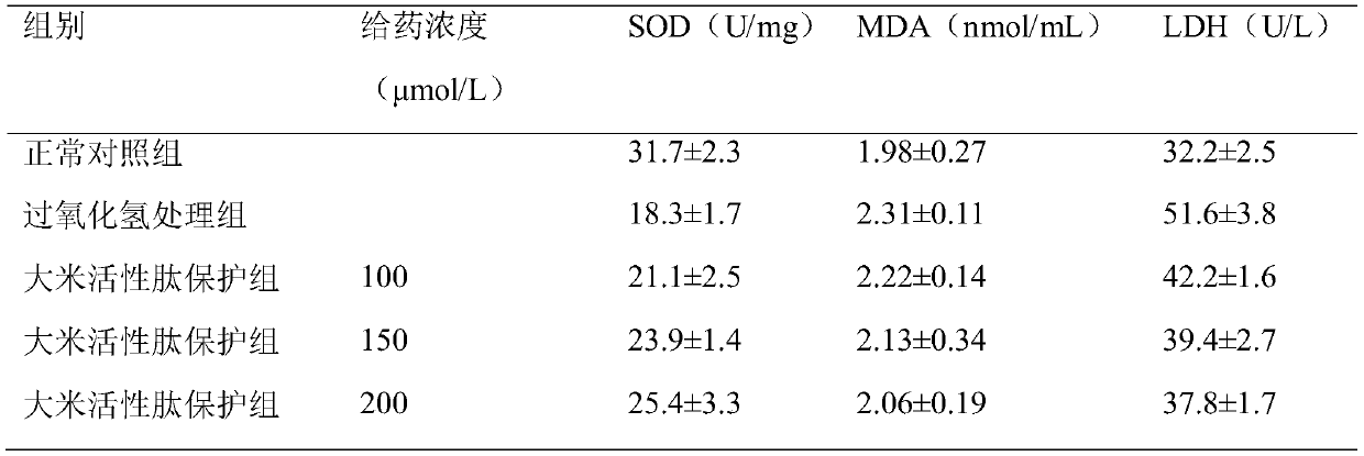 Application of a kind of rice active peptide in the preparation of antioxidant preparation for protecting endothelial progenitor cells