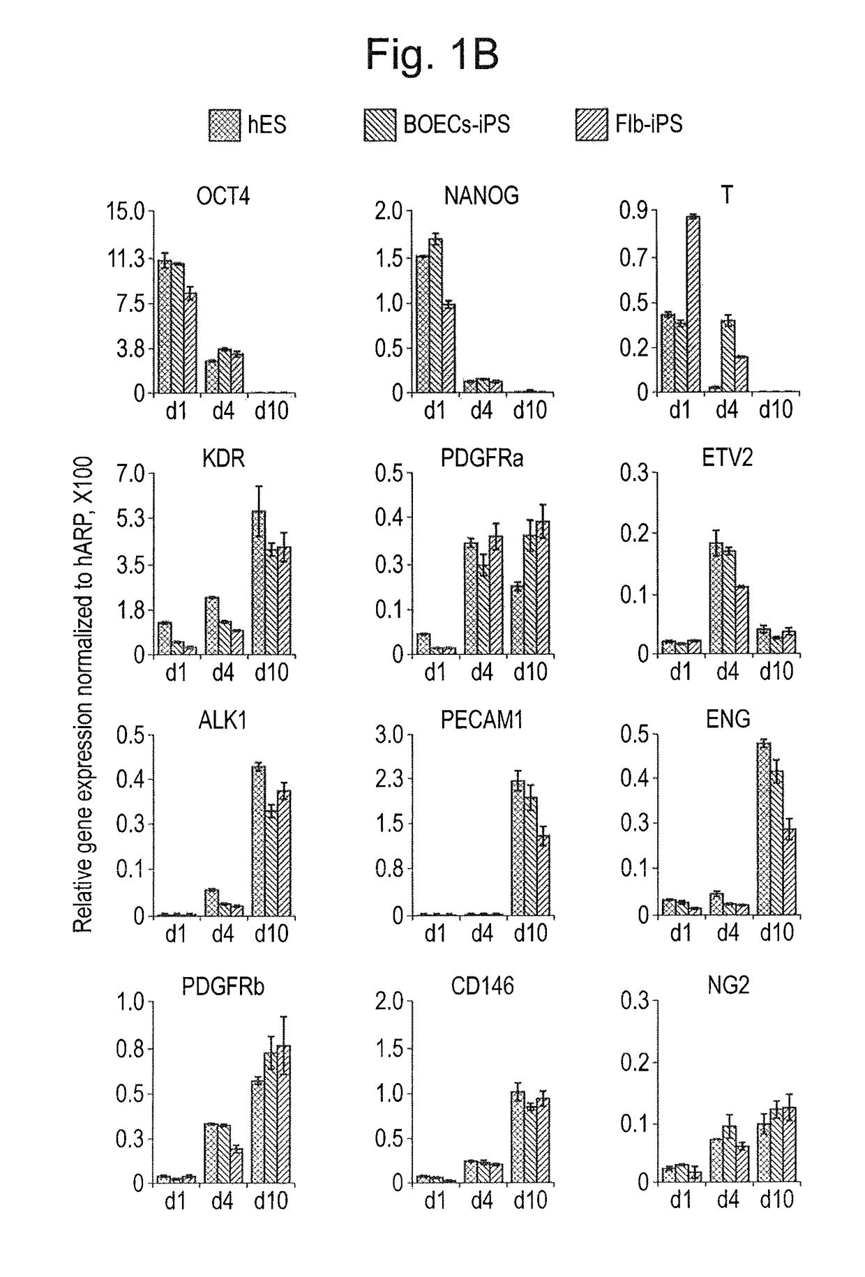 Differentiation and expansion of endothelial cells from pluripotent stem cells and the in vitro formation of vasculature like structures