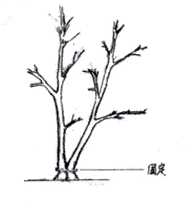 Method for culturing conjoined trees