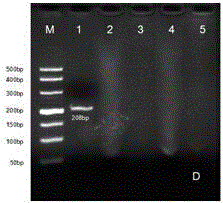 Kit and preparation method for detecting foot-and-mouth disease type a, type o and asia 1 virus